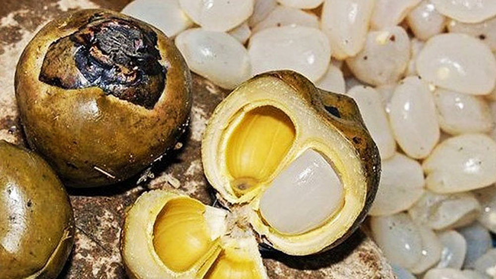 Hạt đác là hạt gì