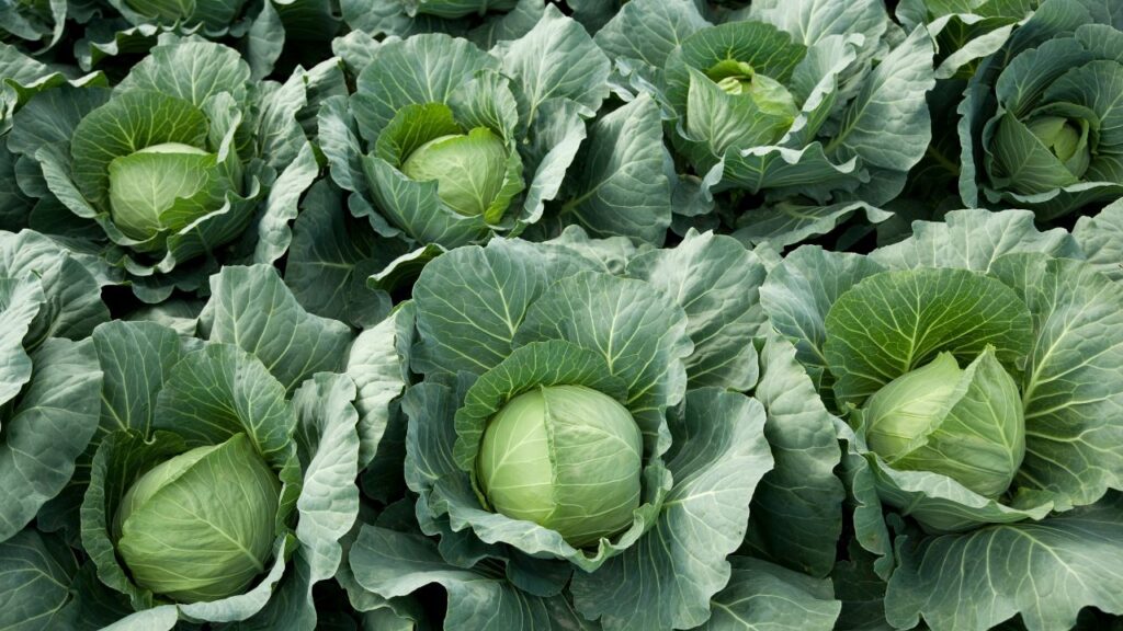 Health Benefits of Cabbage