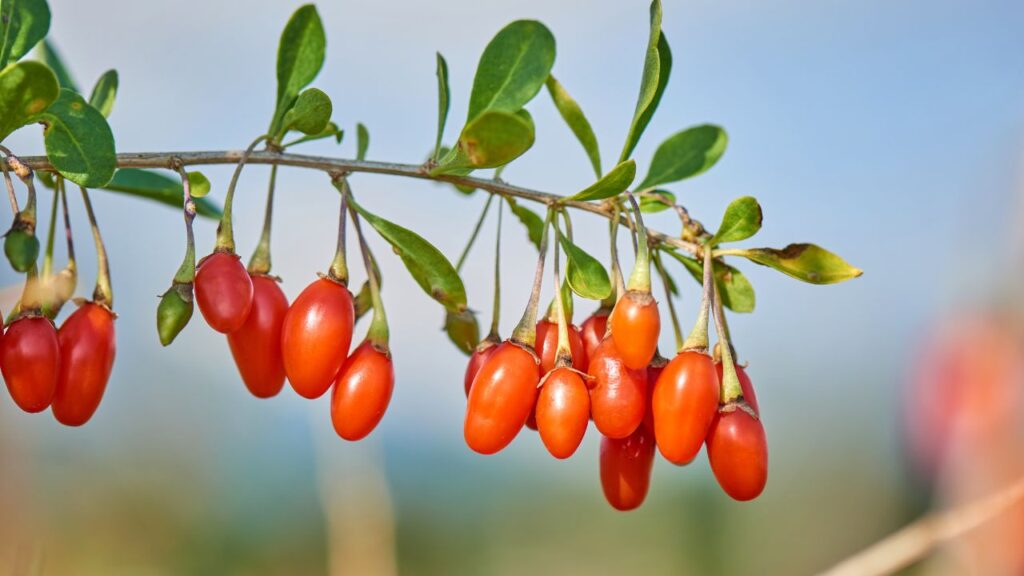 Goji Berries