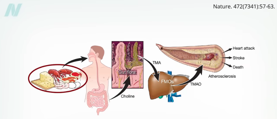 Quá trình chuyển hóa carnitine và choline thành TMAO bởi vi khuẩn đường ruột.