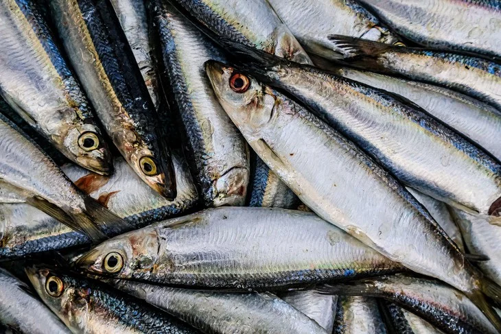Cá mòi là một trong những loại cá giàu omega-3 và ít thủy ngân.