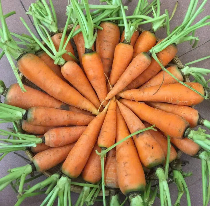 Cà rốt giàu beta-carotene, góp phần hỗ trợ miễn dịch phòng cúm A.
